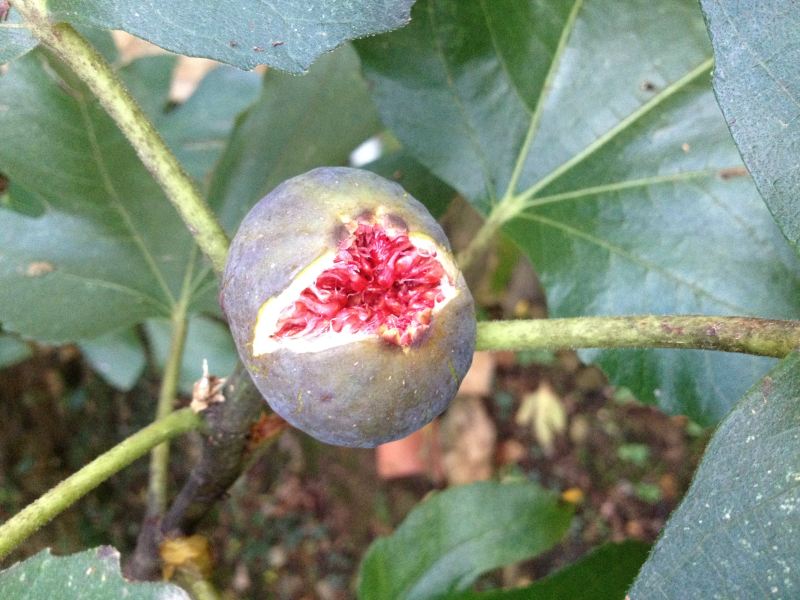 A fig of the garden